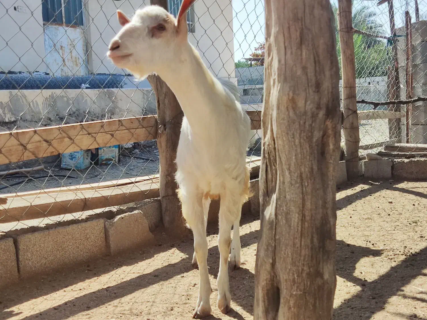 نری جوان|حیوانات مزرعه|تخت, |دیوار