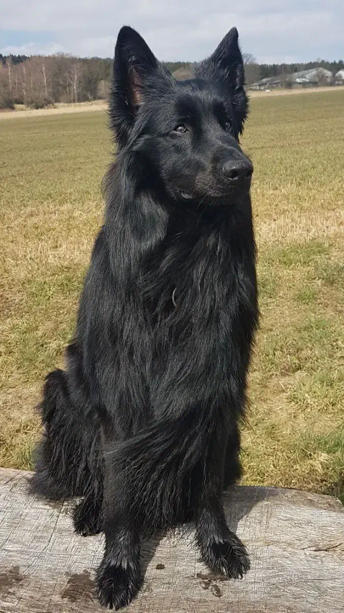 سگ گارد و نگهبان|سگ|تهران, سعادت‌آباد|دیوار