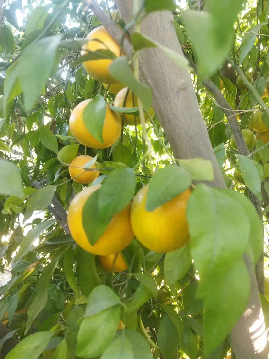 نارنگی(خارو)|عمدهفروشی|چرام, |دیوار