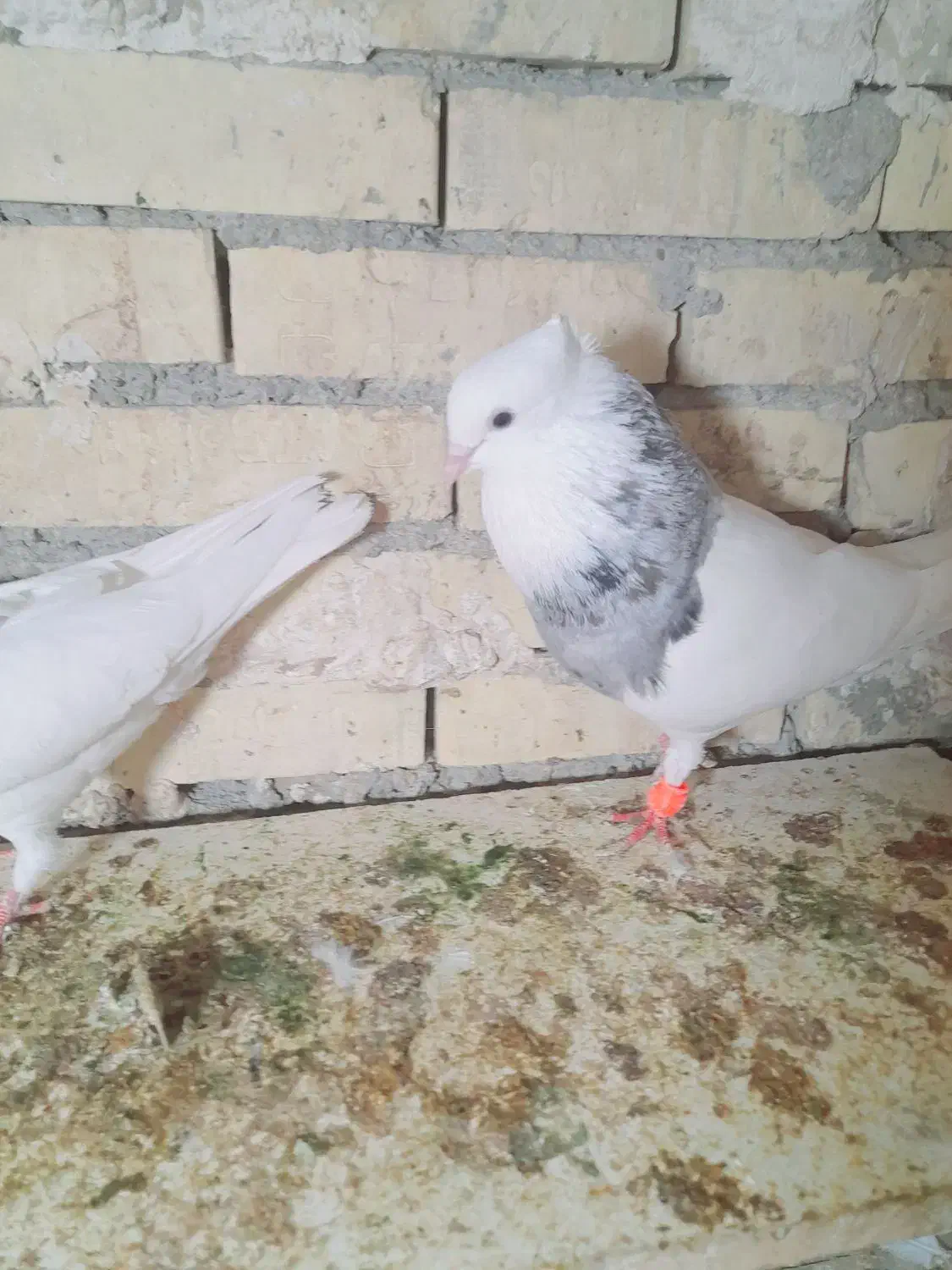 جفت طوقی هفت رنگ|پرنده|رامشیر, |دیوار