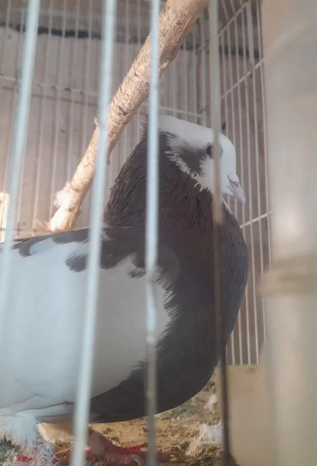 جفت طوقی رو تخم ..معاوضه با قناری .عروس|پرنده|تربتحیدریه, کلاته توکلی|دیوار