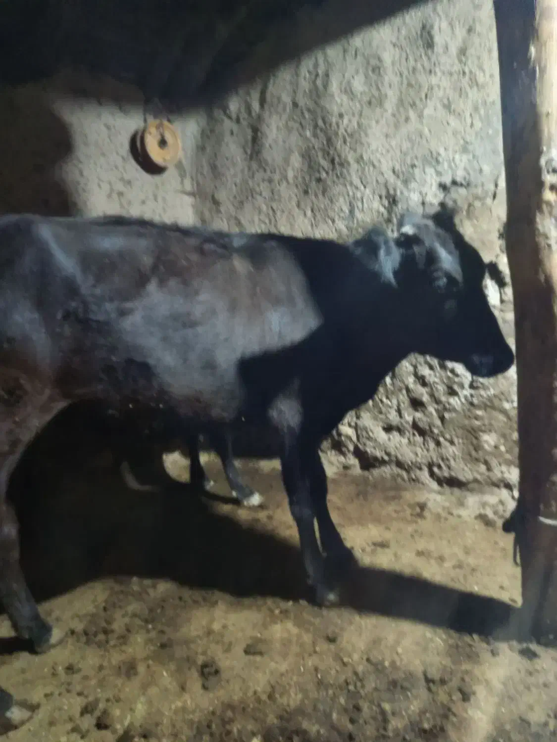 شش تا گاو گوساله بومی|حیوانات مزرعه|ماهنشان, |دیوار