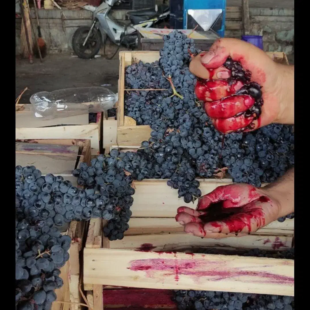 انگور ذغالی سردشت و شانی اصل اصل|عمدهفروشی|شیراز, دکتر حسابی|دیوار