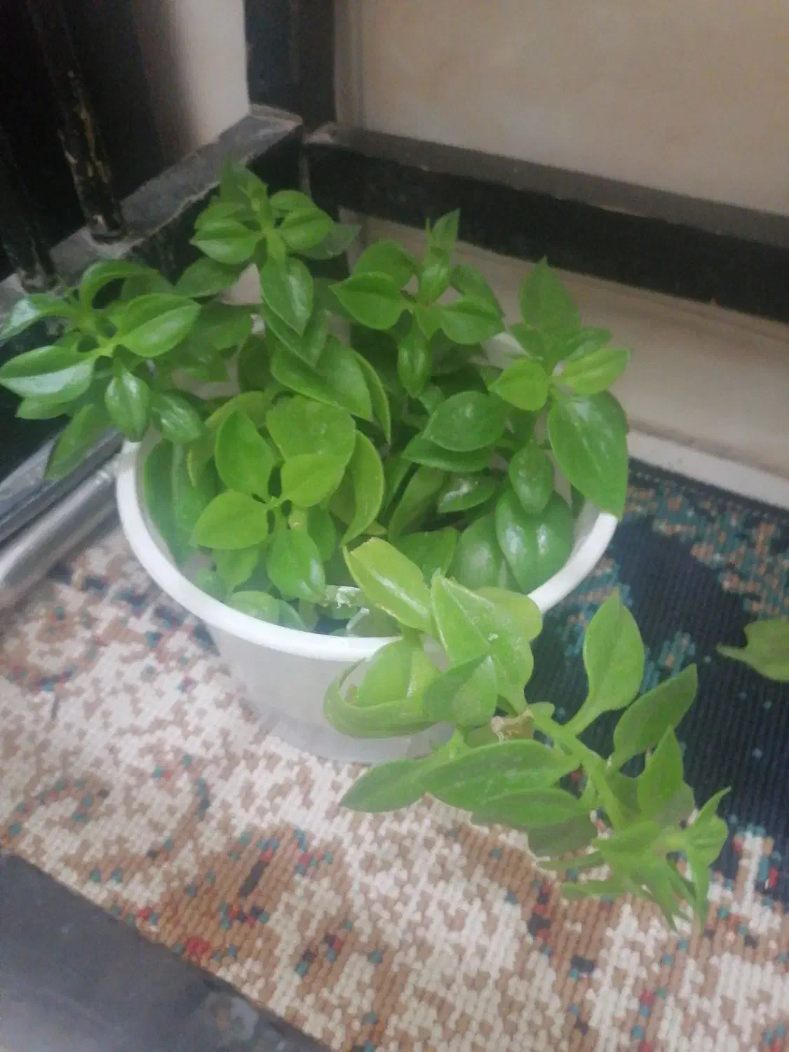 گگل|گل و گیاه طبیعی|سبزوار, امیر کبیر|دیوار