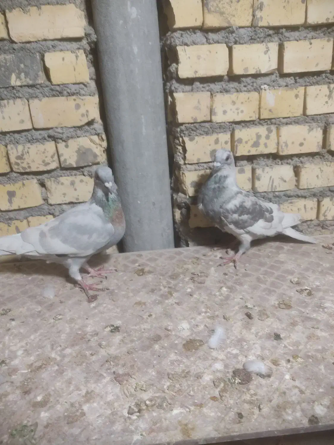 خط سفید|پرنده|بهبهان, |دیوار