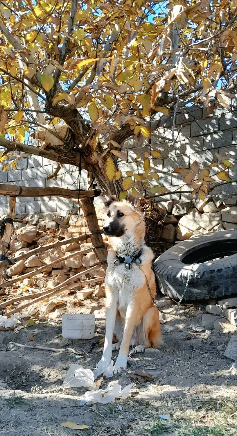 توله ۱۰ ماهه نگهبان و مناسب گله|سگ|تربتحیدریه, باغ سلطانی|دیوار