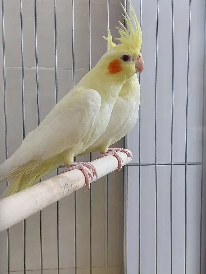 عروس|پرنده|بندر ماهشهر, |دیوار