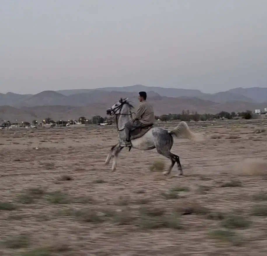 اسب مادیان|اسب و تجهیزات اسبسواری|زرین دشت (فارس), |دیوار