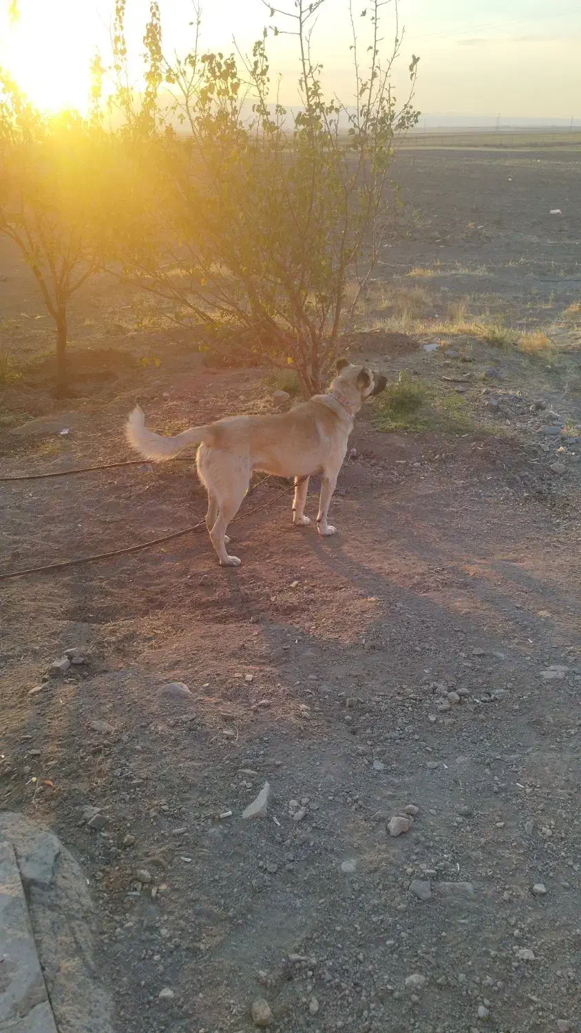 سگ گله|سگ|قره پشتلو, |دیوار