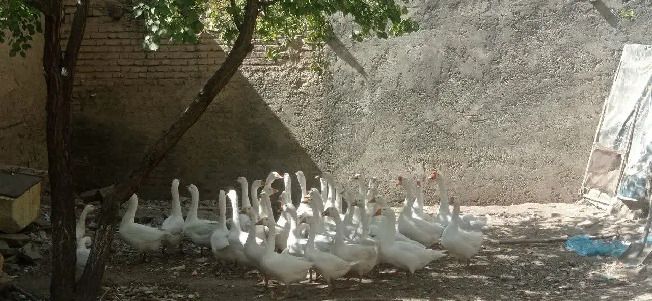 فروش قو غاز  اکراینی اصل|حیوانات مزرعه|شاهین دژ, |دیوار