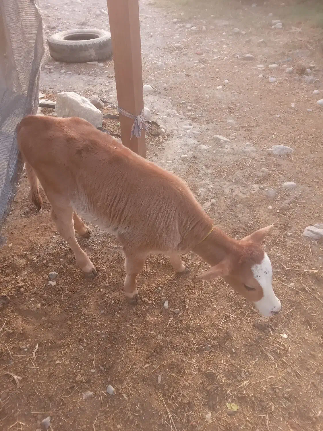 فروش گاو باگوساله ماده سمینتال|حیوانات مزرعه|میناب, |دیوار