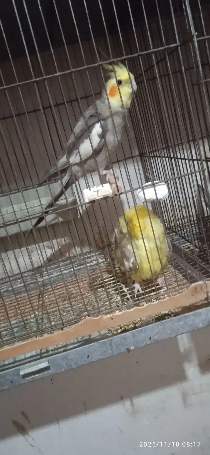 عروس هلندی|پرنده|آستانه اشرفیه, |دیوار