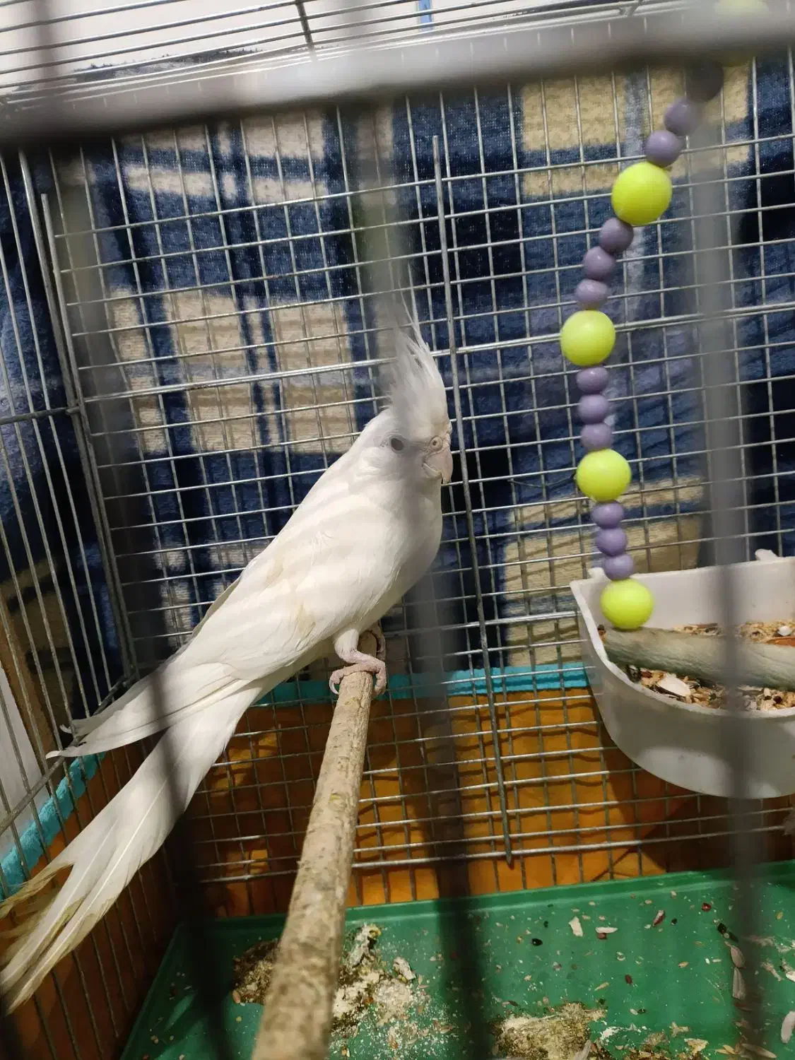 یک جفت عروس هلندی آلبینو|پرنده|سیرجان, |دیوار