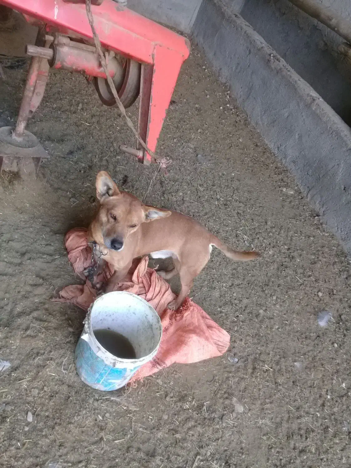 سگ پاکوتا|سگ|شیروان (خراسان), |دیوار