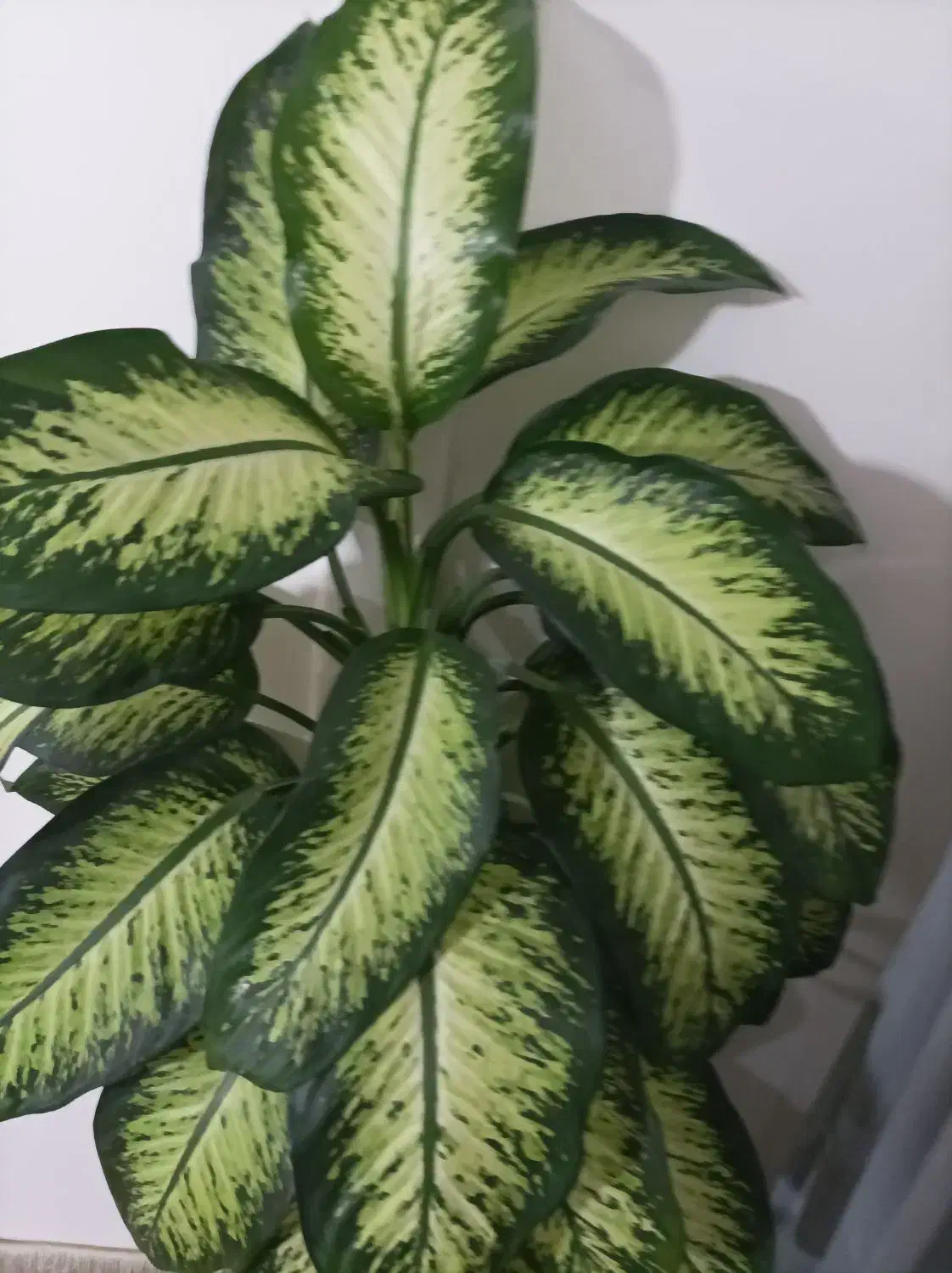 گل دیفن با خیا|گل و گیاه طبیعی|کرمانشاه, |دیوار