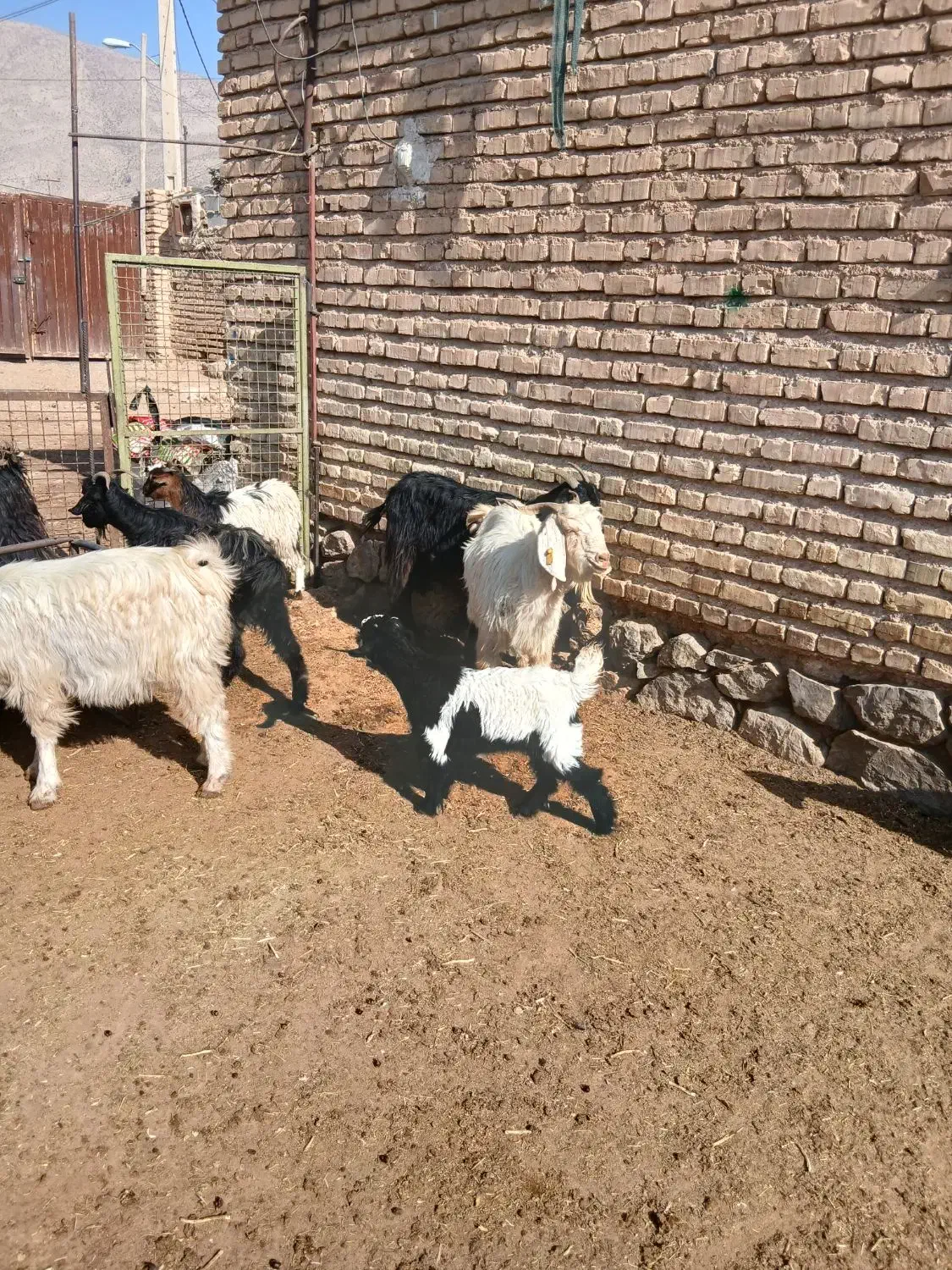 فروش بز کهره دار جوان|حیوانات مزرعه|مرودشت, رامجرد یک|دیوار