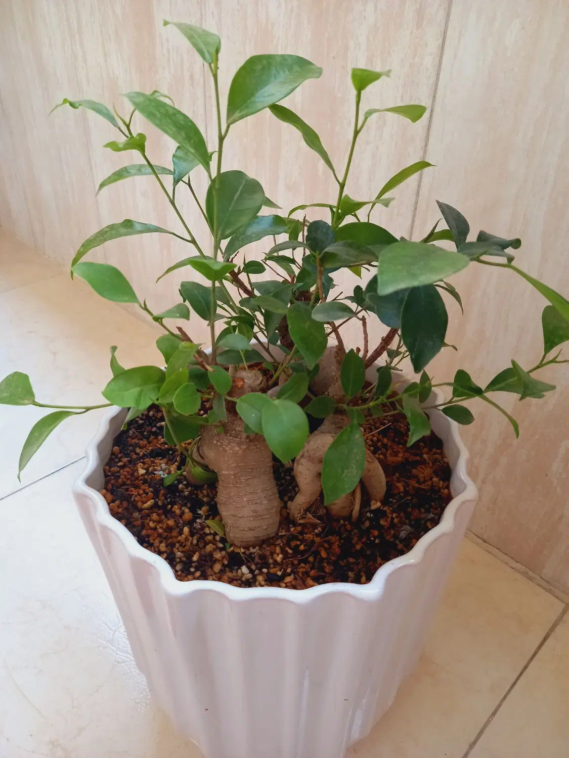 بنسای|گل و گیاه طبیعی|تهران, شکوفه (عبدل آباد)|دیوار