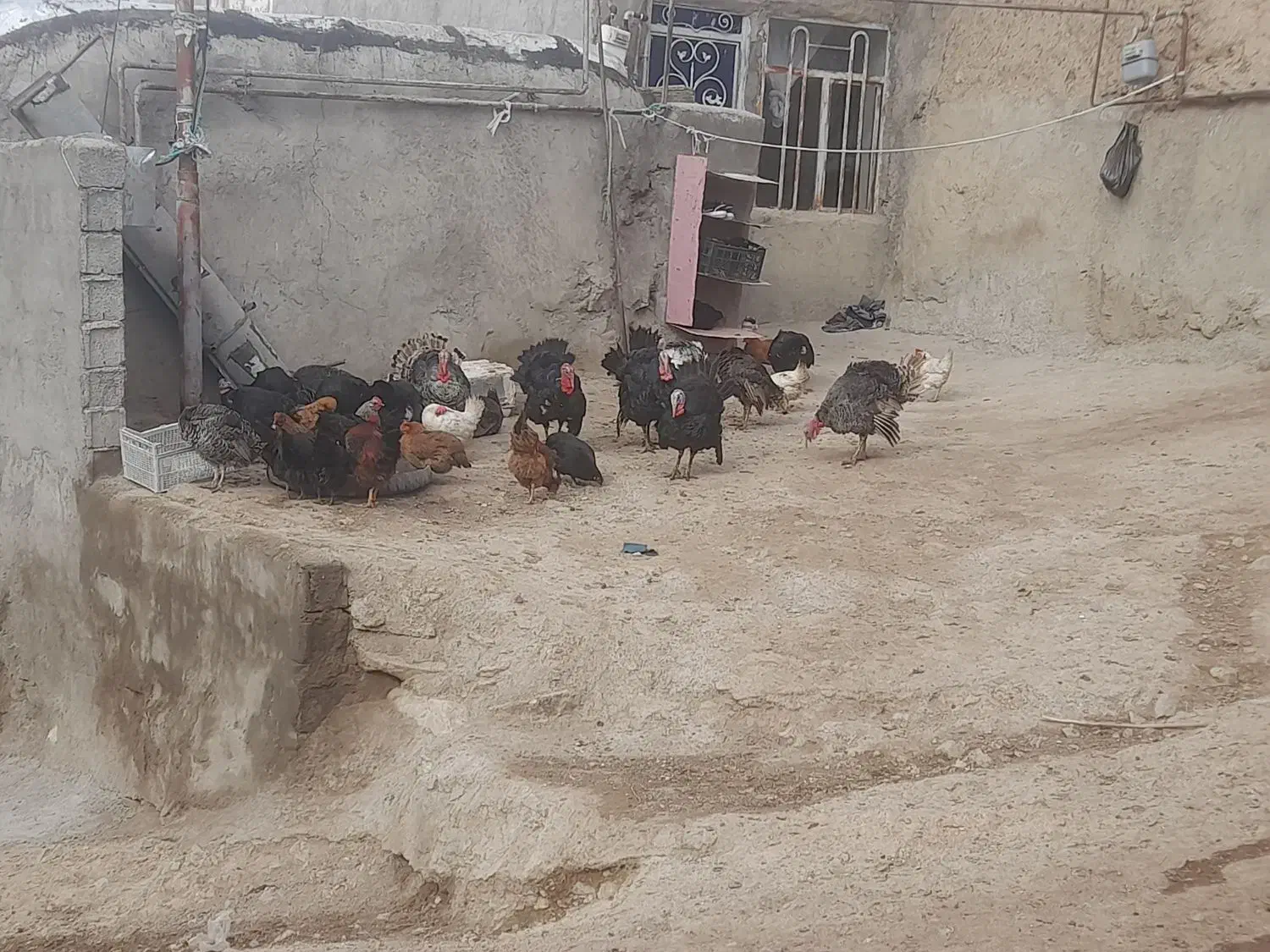 بوقلمو|حیوانات مزرعه|مشگین شهر, |دیوار