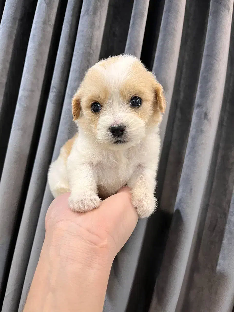 سگ...دوعدد توله جیبی|سگ|مشهد, هفت تیر (نه دره)|دیوار