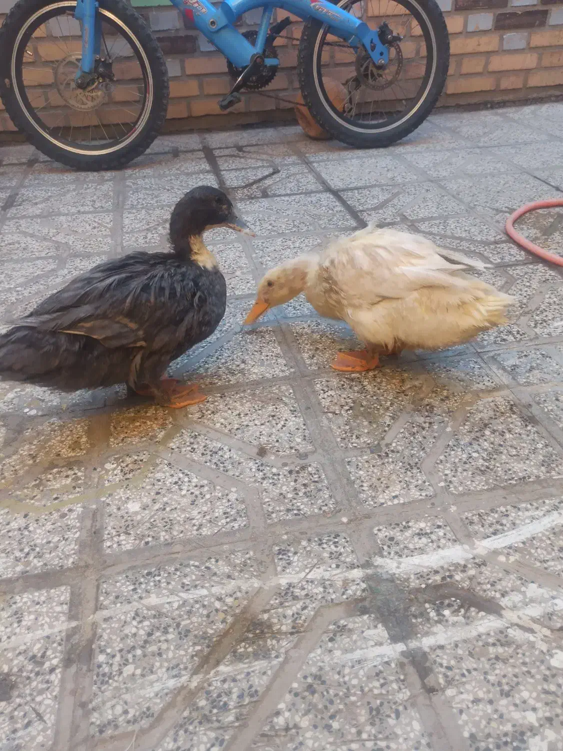 دو عدد اردک فروشی|حیوانات مزرعه|قائن, |دیوار