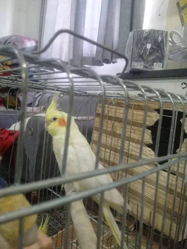 عروس هلندی|پرنده|هشتگرد, هشتگرد قدیم|دیوار