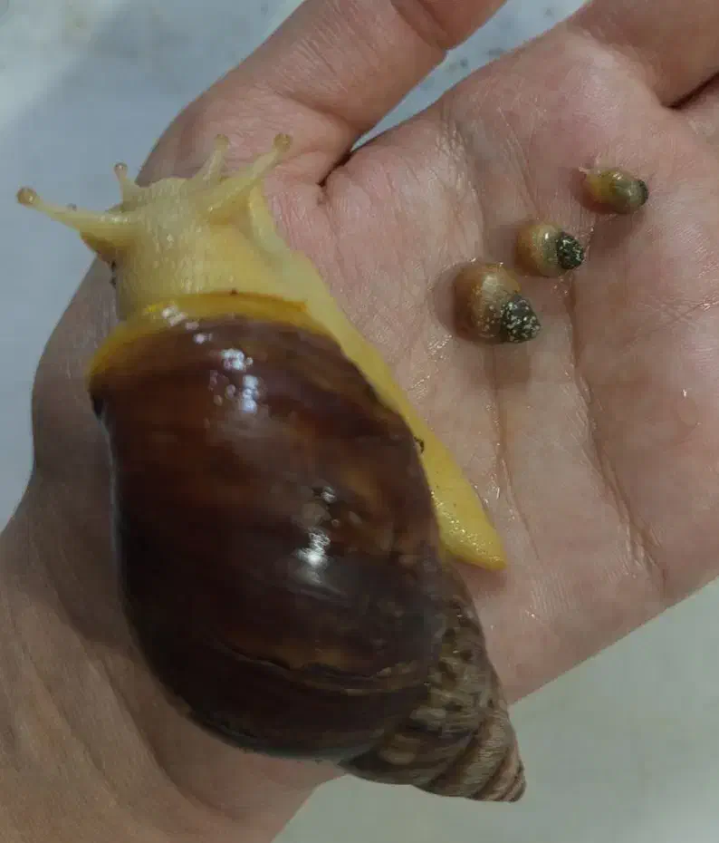 جوجه حلزون|خزنده|قزوین, |دیوار