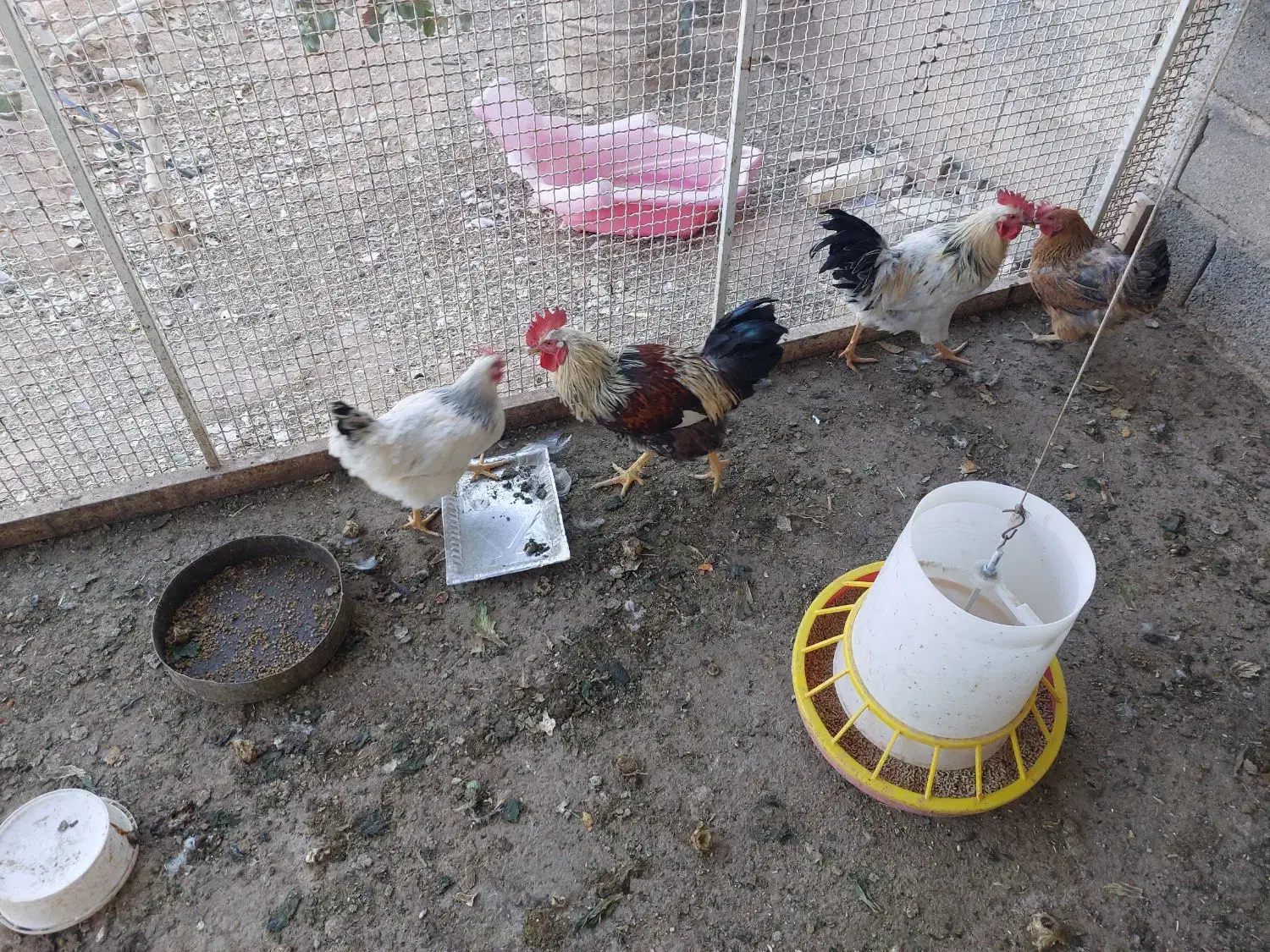 فروش یامعاوضه بامرغ|پرنده|شاهین‌شهر, آرامستان بهشت معصومه|دیوار