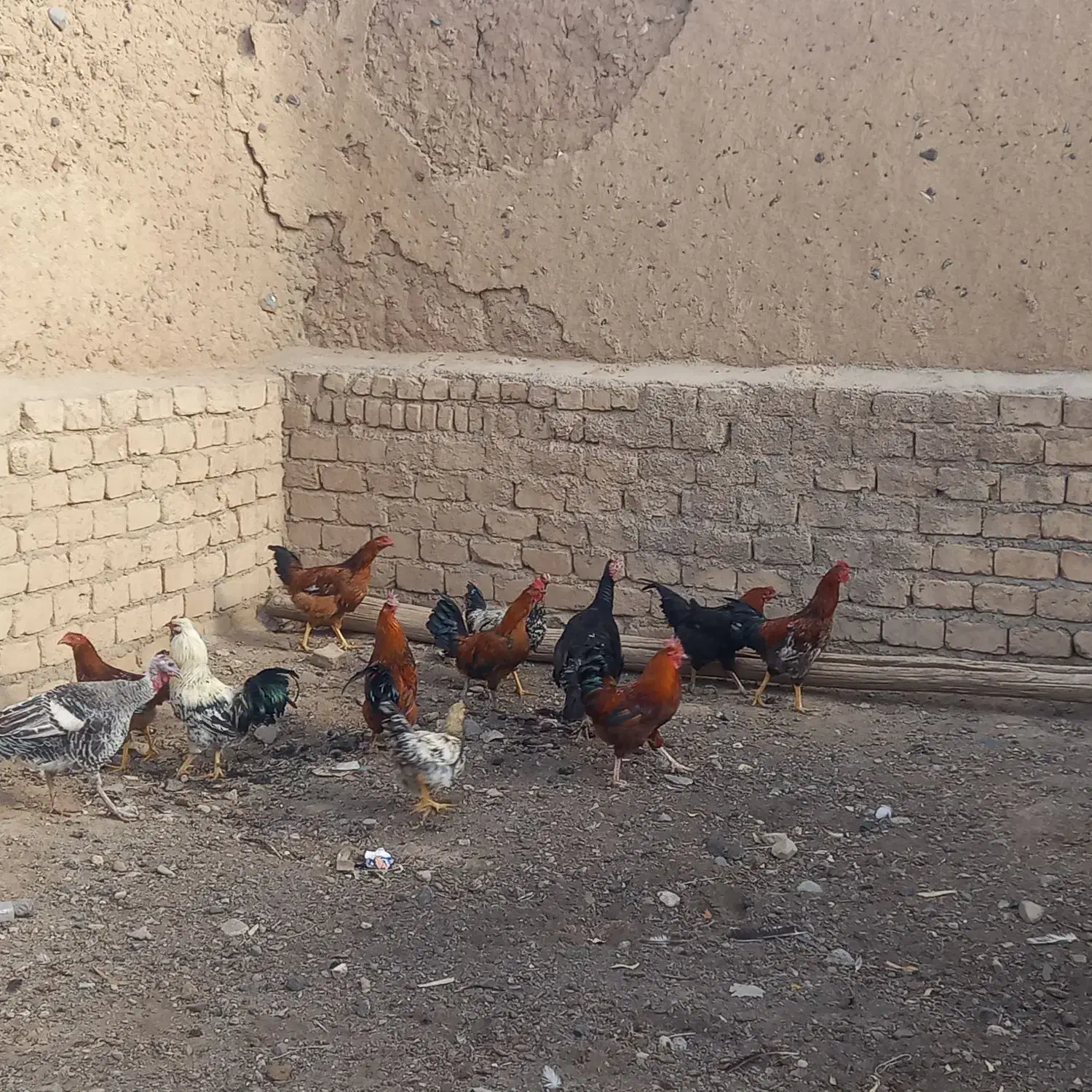 خروس|حیوانات مزرعه|قم, چهار امامزاده|دیوار