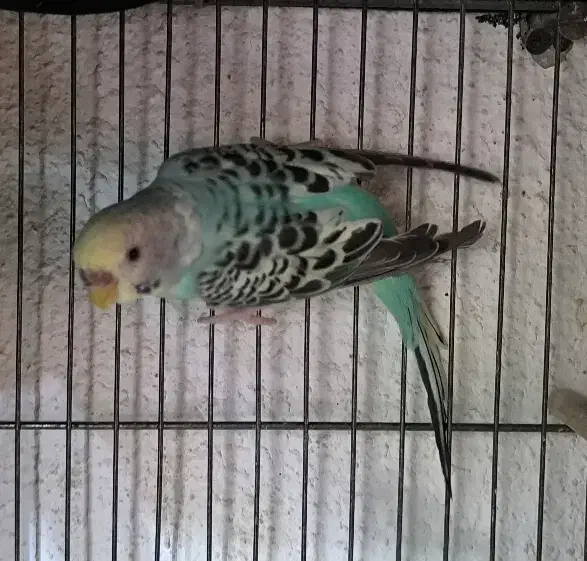 ۵ عدد مرغ عشق|پرنده|فردیس, شهرک ناز|دیوار