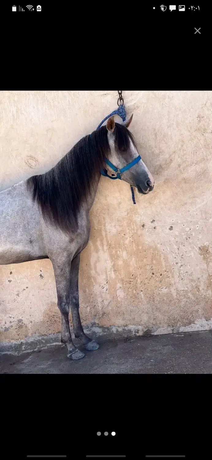 اسب مادیان ابستن|اسب و تجهیزات اسب‌سواری|یزد, |دیوار