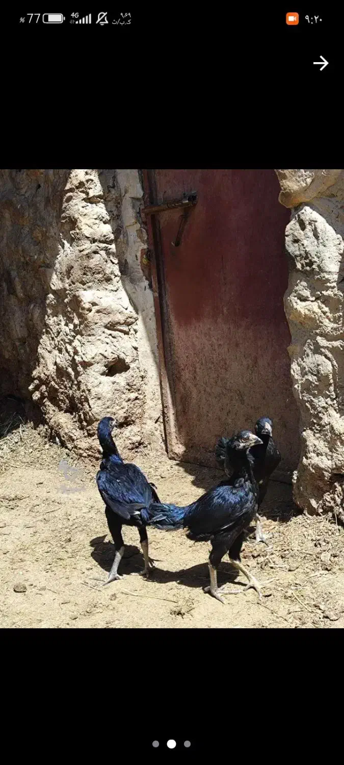 مرغ لاری معاوضه با خروس|حیوانات مزرعه|اشنویه, |دیوار