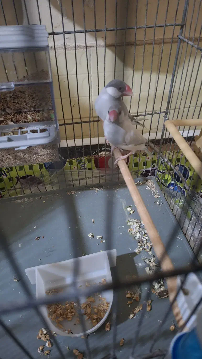 فنج نرگسی|پرنده|قم, انصار‌الحسین|دیوار