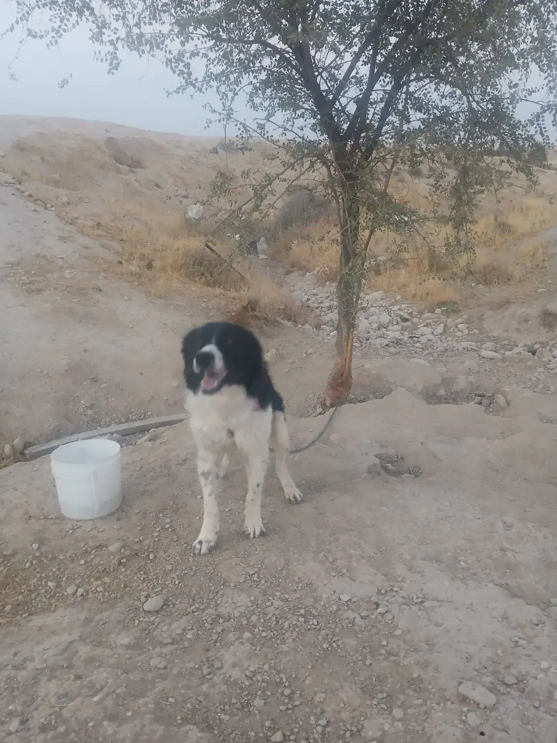 سگ لاس ژرمن و نر شهرکردی صحرایی|سگ|خشت, |دیوار