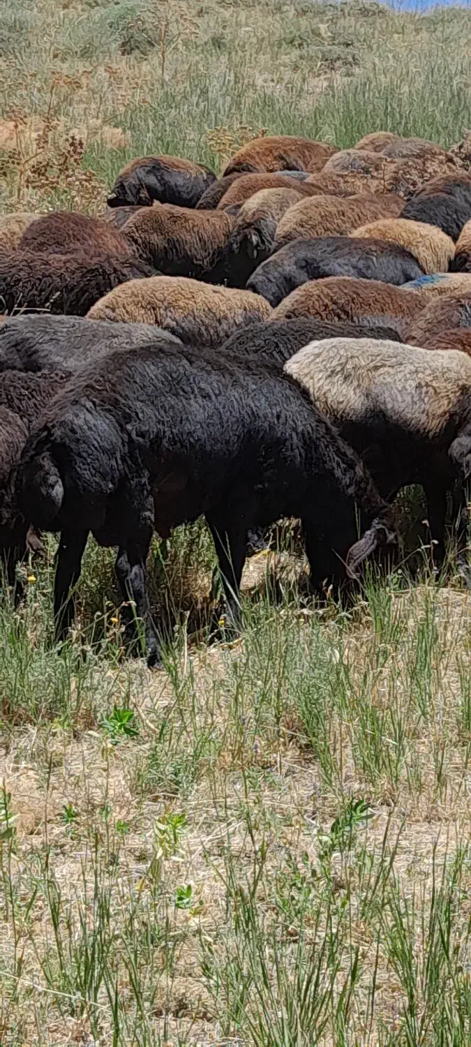 قوچ چهار دندان قزل افشار|حیوانات مزرعه|ماهنشان, |دیوار