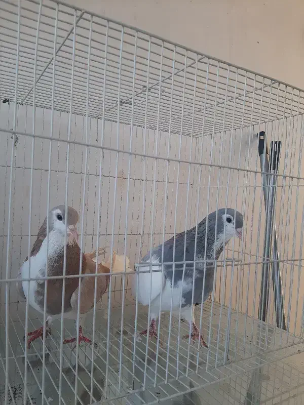 ساده یقه بسته پرخال|پرنده|نیشابور, بلوار گلها|دیوار