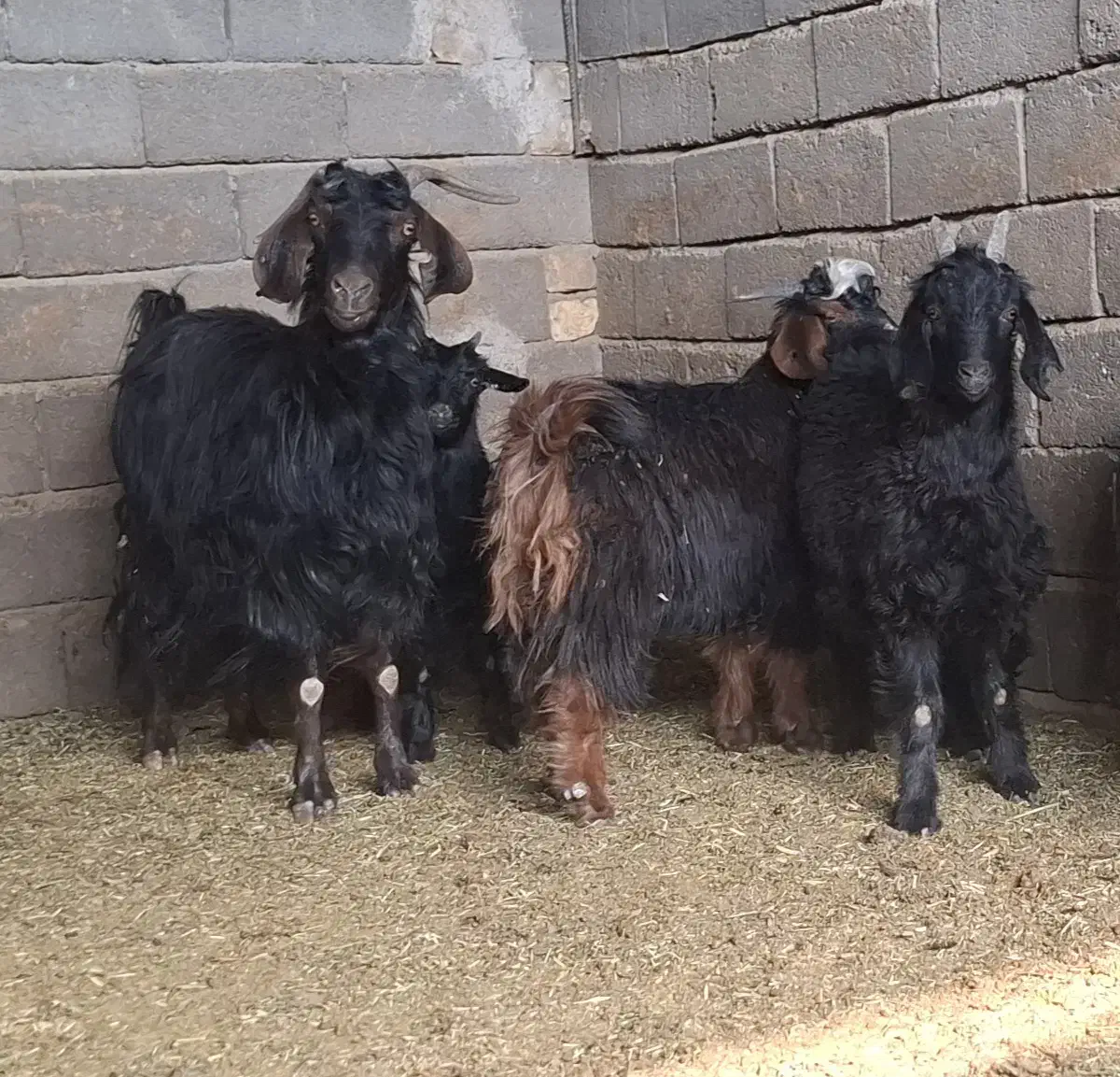 بز داشتی|حیوانات مزرعه|قم, پردیسان|دیوار