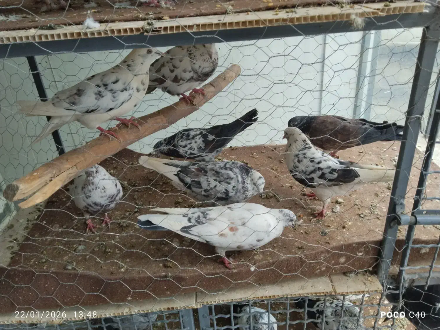 کبوتر عمده|پرنده|سقز, |دیوار