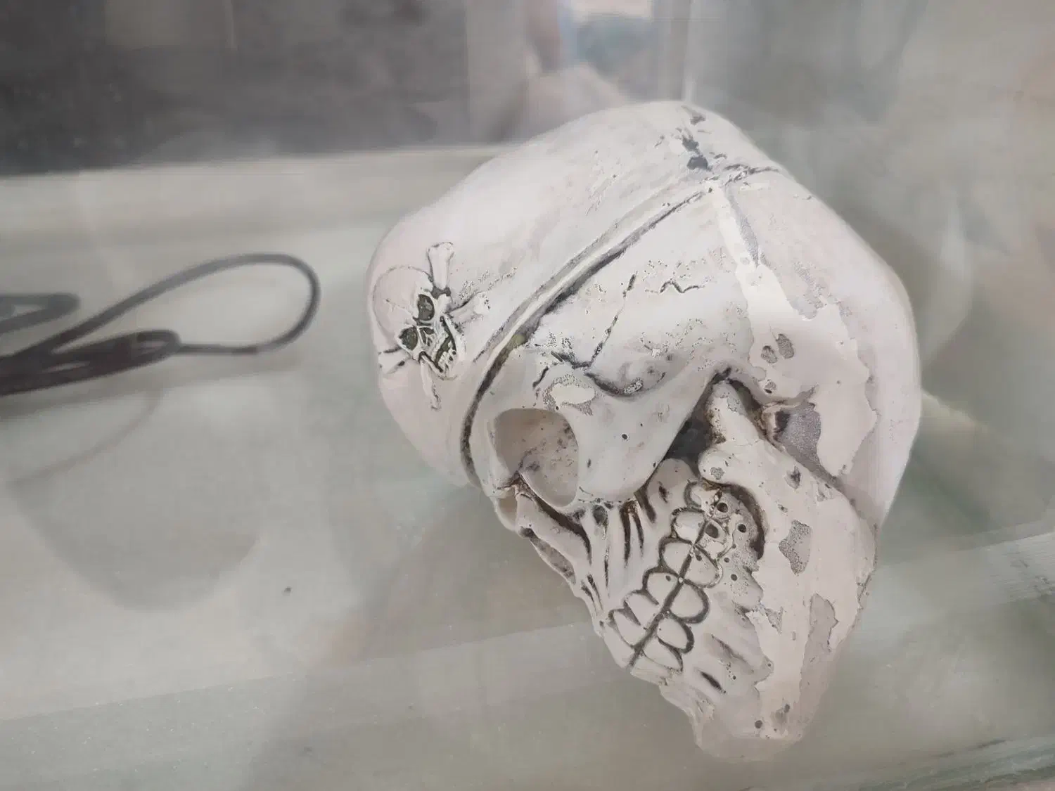 آکواریوم و تجهیزات|ماهی|بندرعباس, |دیوار