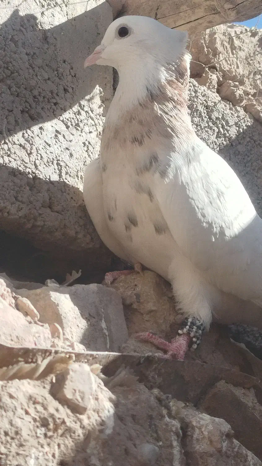کبوتر ماده طوق اجری خال سیاه|پرنده|کوهبنان, |دیوار