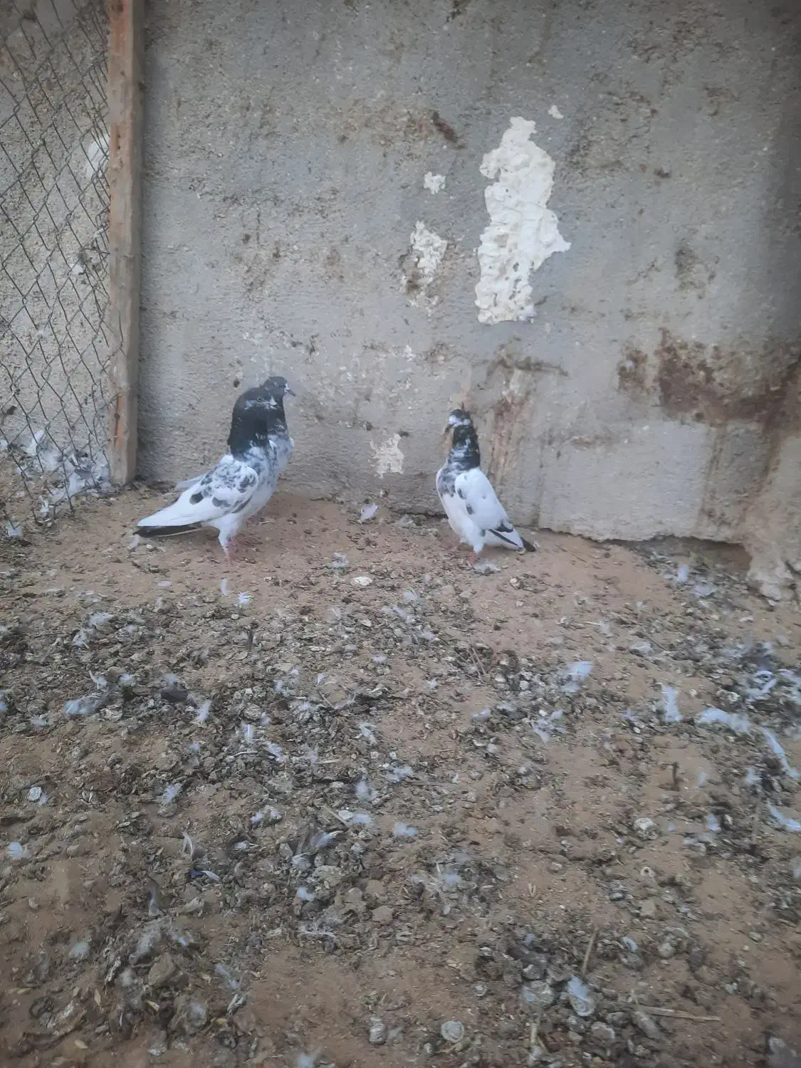 کبوتر طوقی تیدی|پرنده|اهرم, |دیوار