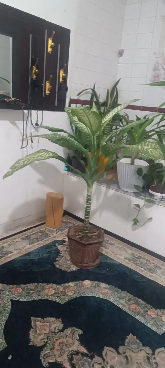 گل بزرگ|گل و گیاه طبیعی|شیراز, کوشک میدان|دیوار