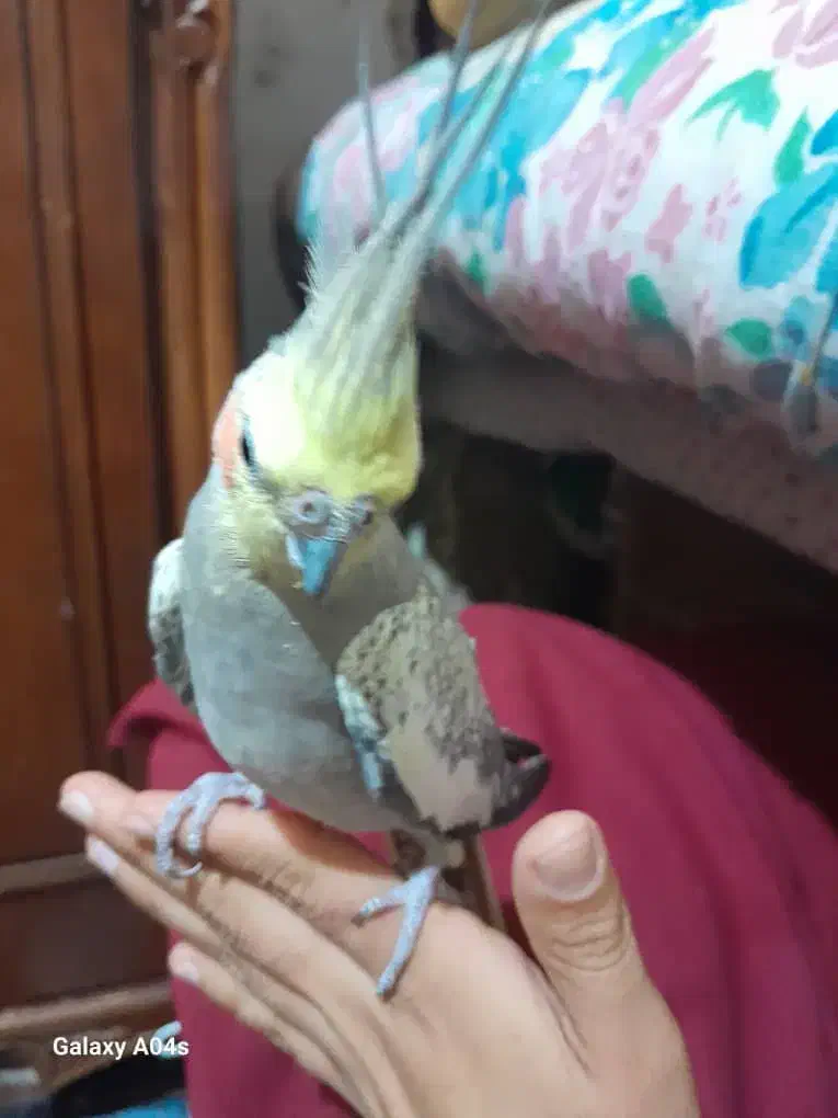 عروس هندی ماده مرواریدی|پرنده|کازرون, |دیوار