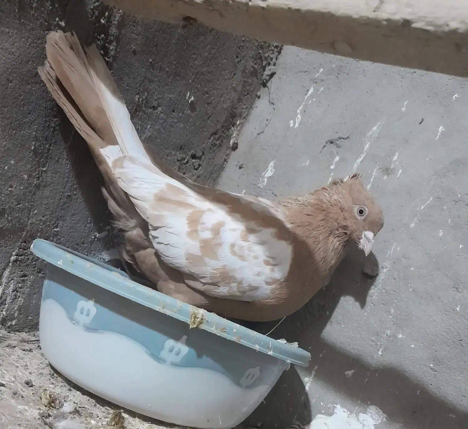 کفتر|پرنده|سیرجان, |دیوار