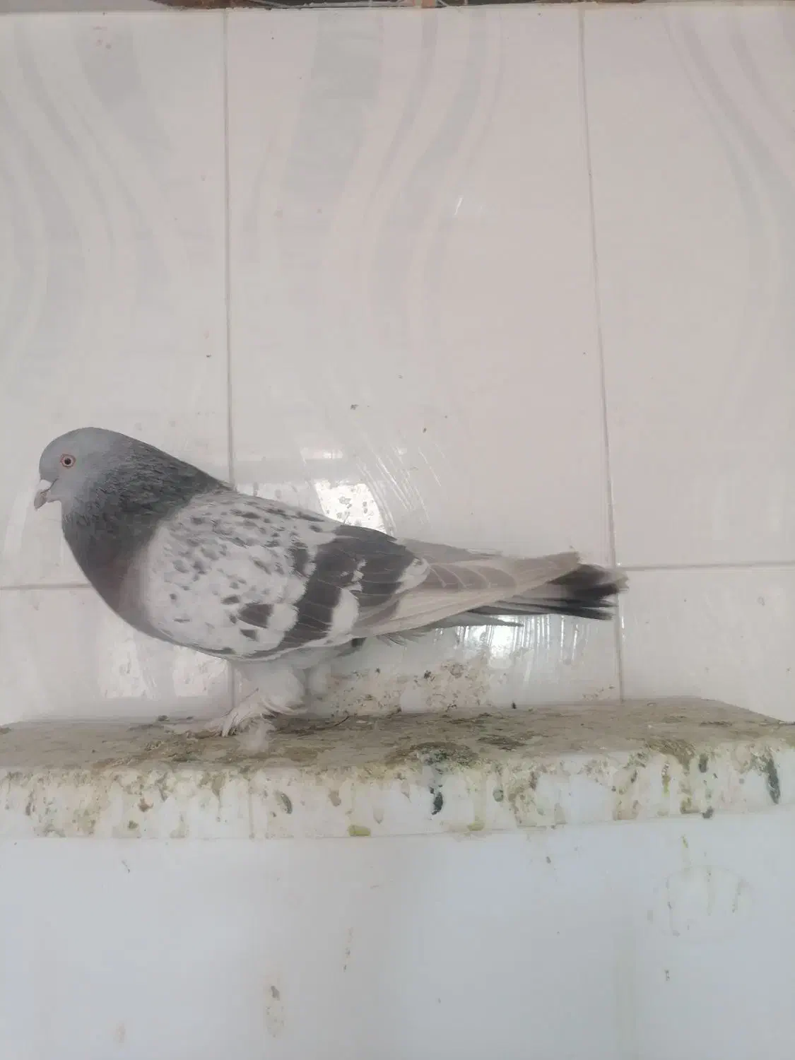 سوسنی|پرنده|مرودشت, کناره|دیوار