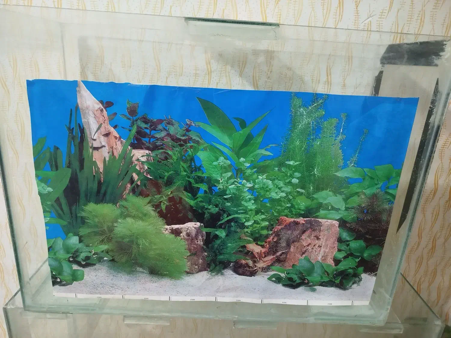 وسایل آکواریوم معاوضه|ماهی|نظرآباد, مسکن مهر نظرآباد|دیوار