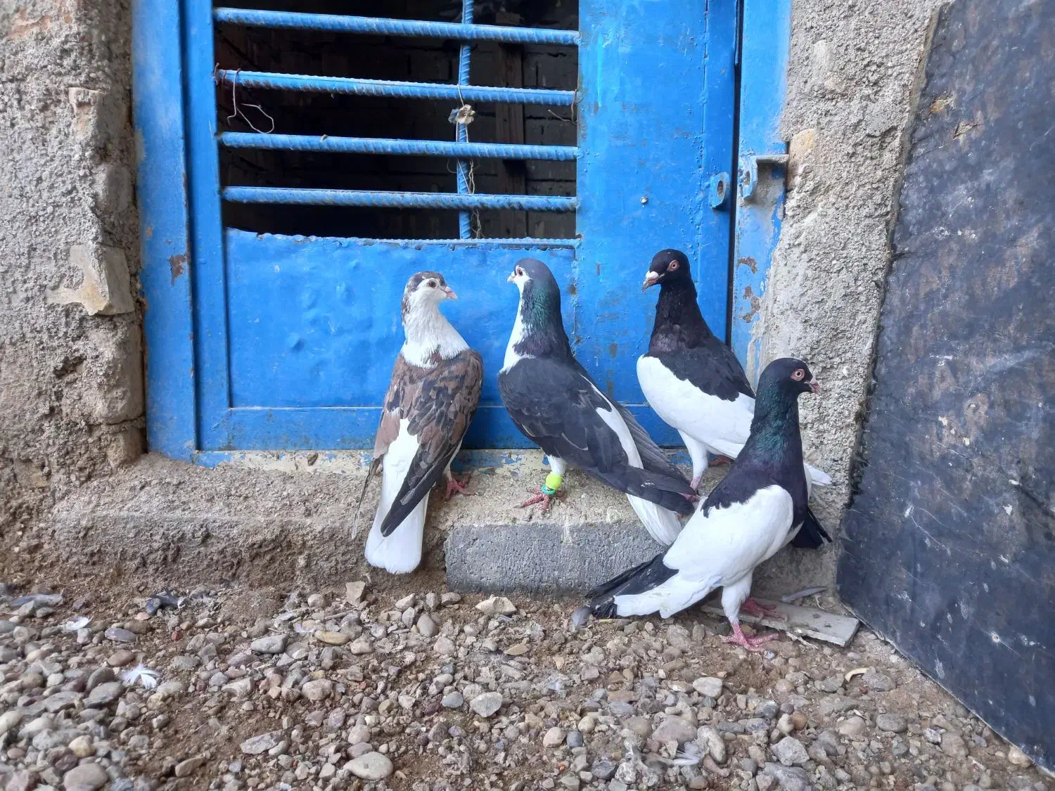 کبوتر.|پرنده|سوسنگرد, |دیوار