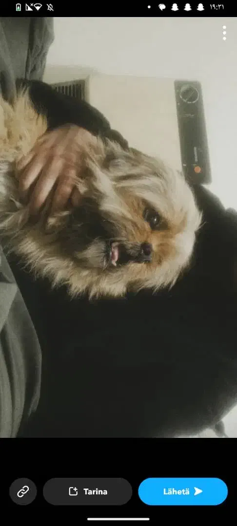 مژدگانی ۱۰ میلیونی|حیوانات|بومهن, |دیوار