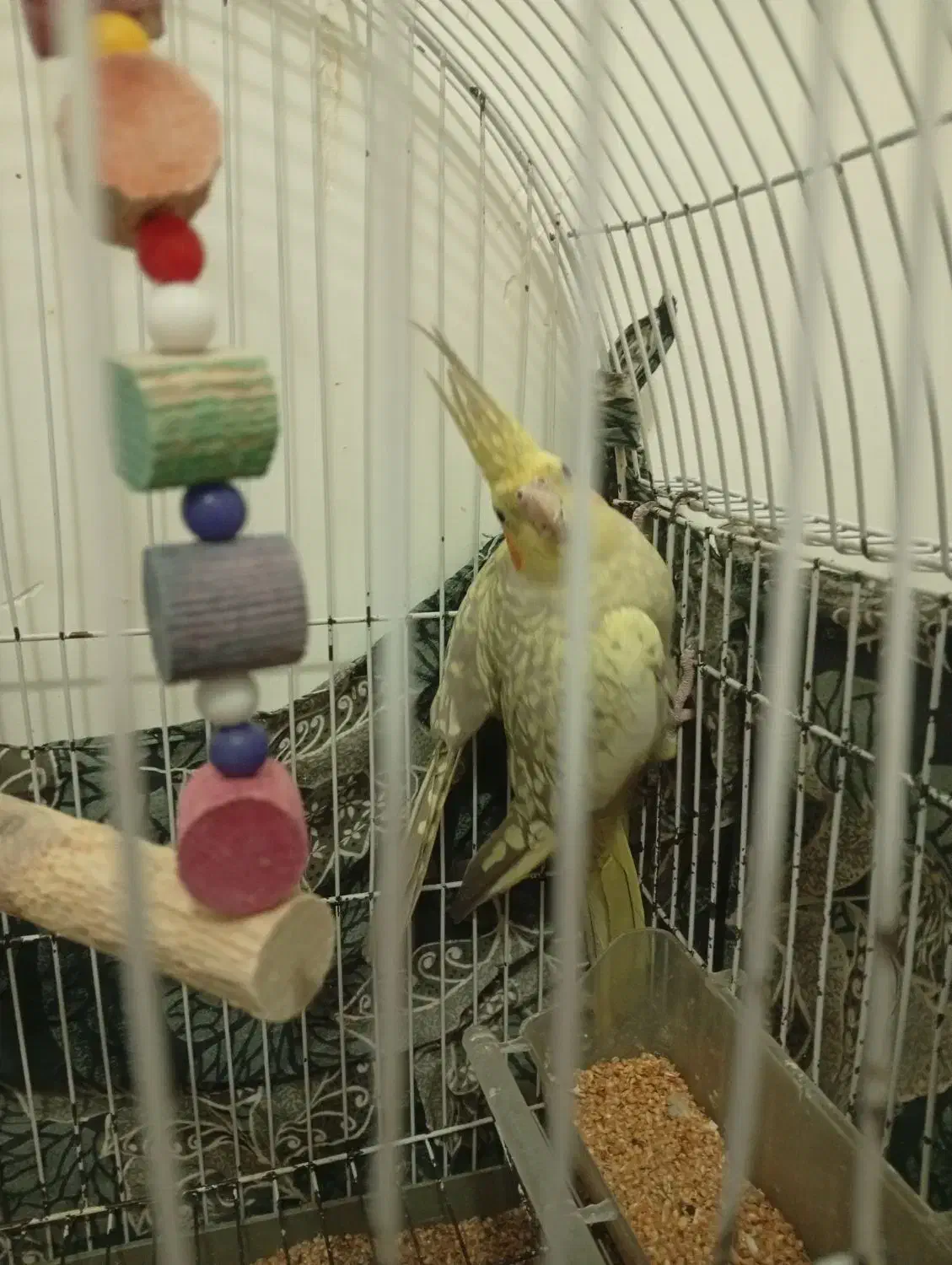 عروس هلندی|پرنده|رشت, حومه رشت|دیوار