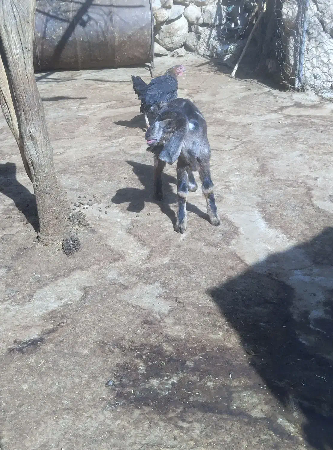 بزغاله شیری|حیوانات مزرعه|زاغه, |دیوار