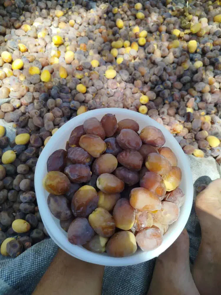 رطب برحی|خوردنی و آشامیدنی|تهران, آرژانتین|دیوار